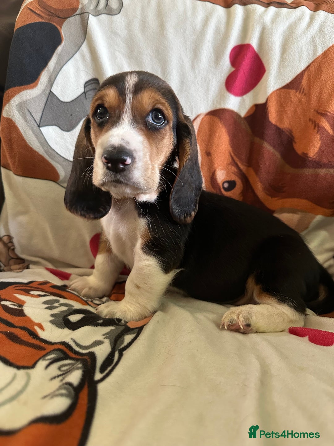 Basset Hound dogs for sale: Basset hound boys available - Image 8