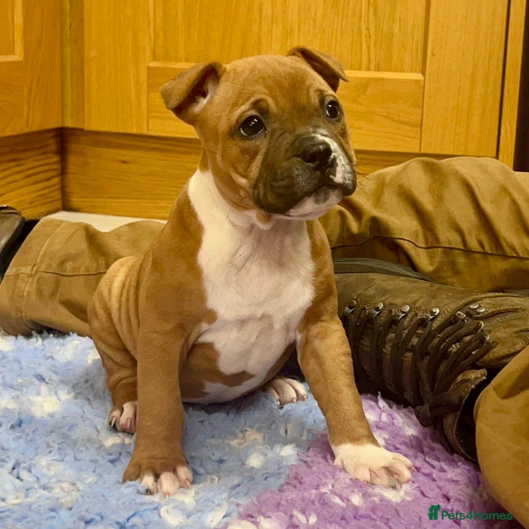 Staffordshire Bull Terrier dogs for sale: 7 Red Staffordshire Bull Terrier pups  - Advert 20