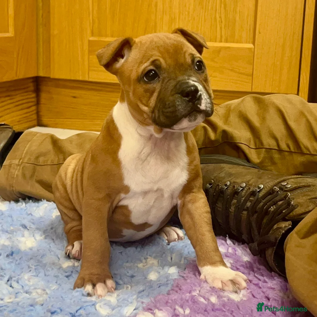 Staffordshire Bull Terrier dogs for sale: 7 Red Staffordshire Bull Terrier pups  - Advert 20