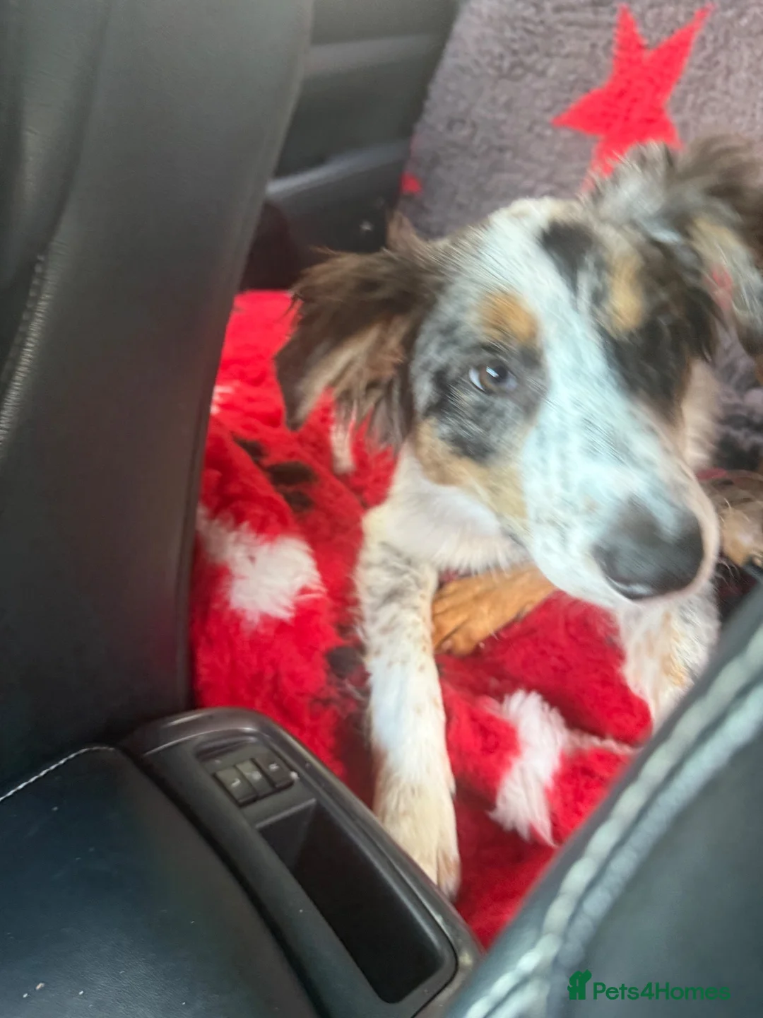 Australian Shepherd dogs for sale: Male Austrian shepherd  in Leeds - Advert 2
