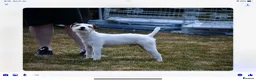 Parson Russell dogs for stud: Parson Russell at stud - Advert 3