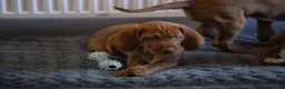 Hungarian Vizsla dogs for sale: Hungarian Vizsla Puppies – Rich Geltwood Heritage - Advert 6