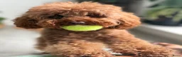 Toy Poodle dogs for sale: Toy poodle  - Advert 4