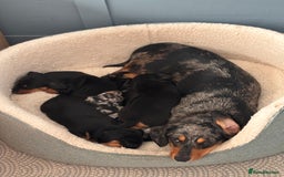 Miniature Dachshund dogs for sale: 🐾 Beautiful Miniature Dachshund 4 Girls 💕 🐾 - Image 8