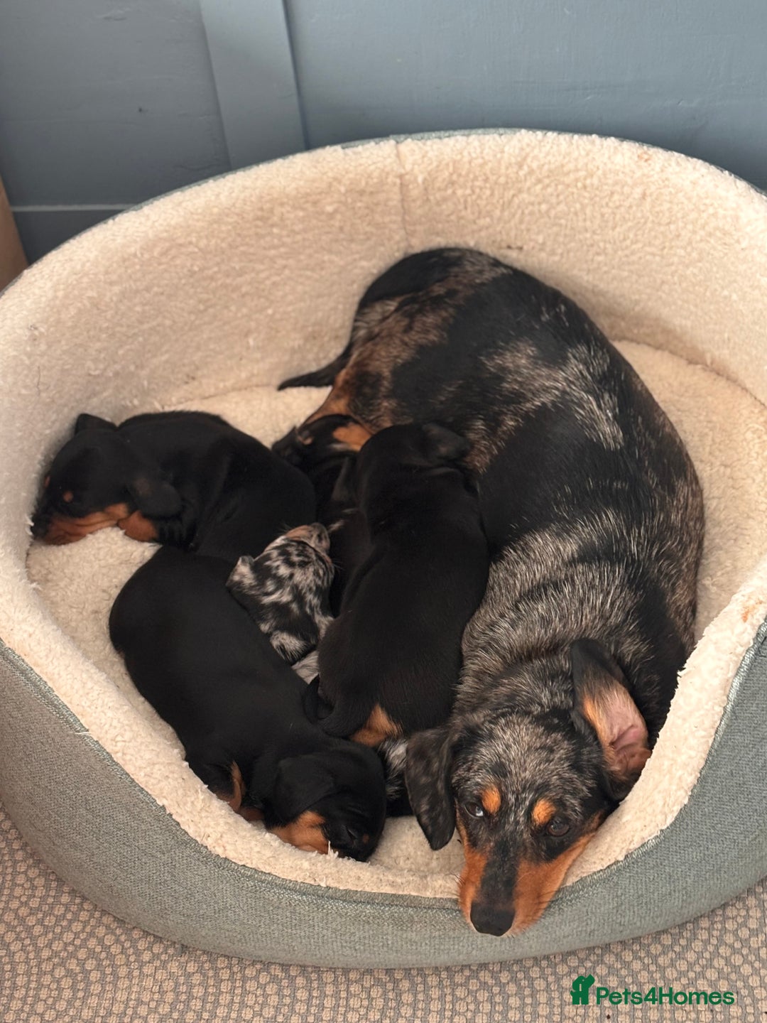 Miniature Dachshund dogs for sale: 🐾 Beautiful Miniature Dachshund 4 Girls 💕 🐾 - Image 8