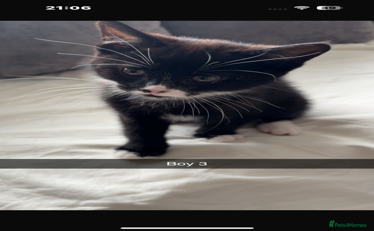 British Shorthair cats - Advert 1