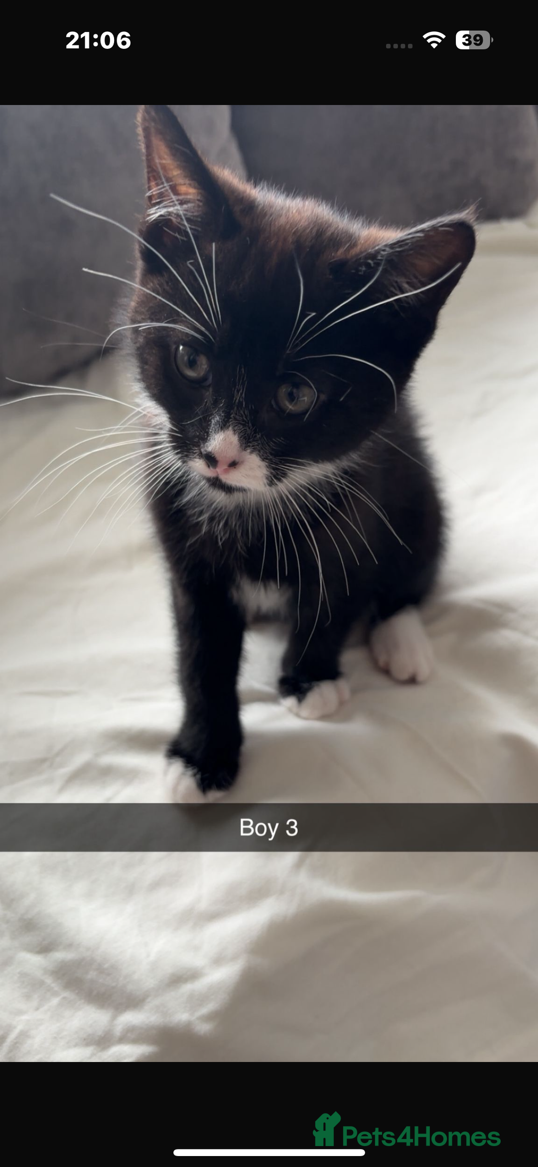 British Shorthair cats for sale: 2 beautiful male kittens for sale!  - Image 1