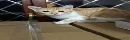 Mixed Breed cats for sale: Two Beautiful Ginger Kittens Looking for Home in Bedford - Advert 12