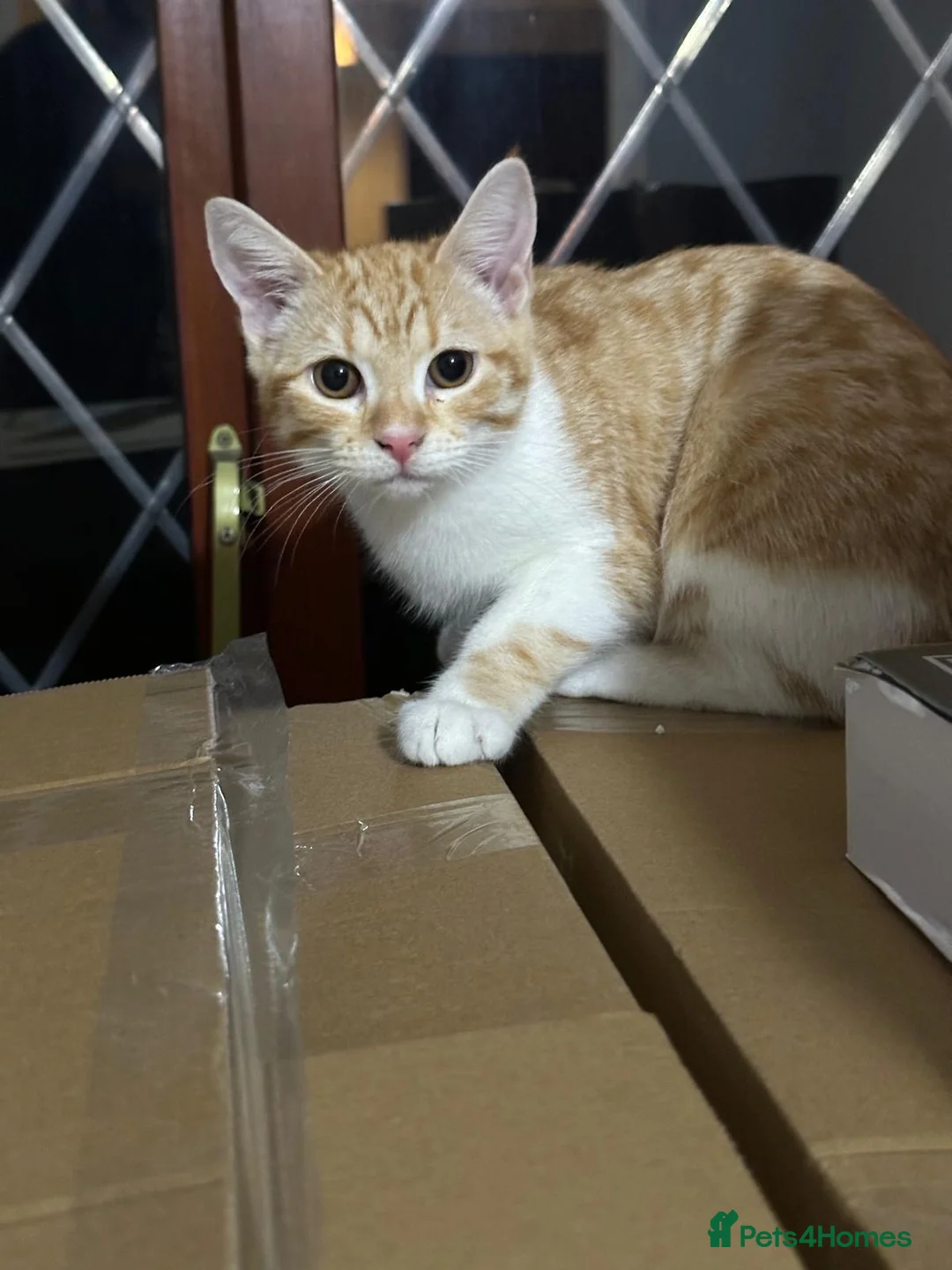 Mixed Breed cats for sale: Two Beautiful Ginger Kittens Looking for Home in Bedford - Advert 12