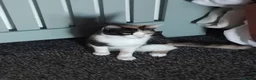 Mixed Breed cats for sale: Forever home needed in Skegness - Advert 1