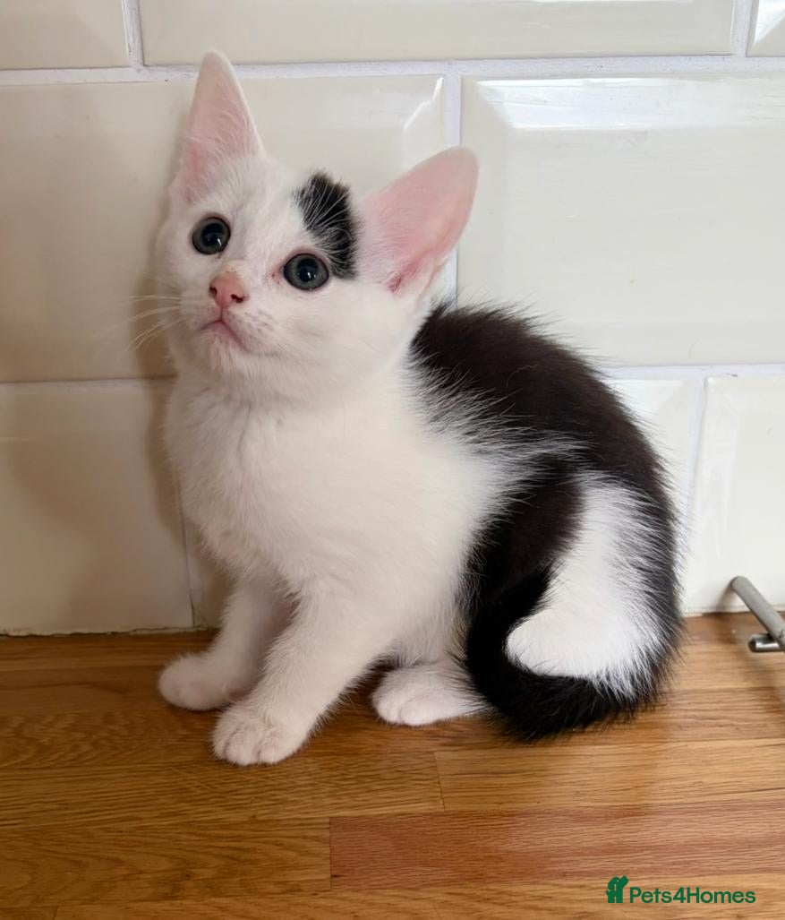 Mixed Breed cats Fluffy Maine coon ragdoll mix kittens ❤️ - Advert 1