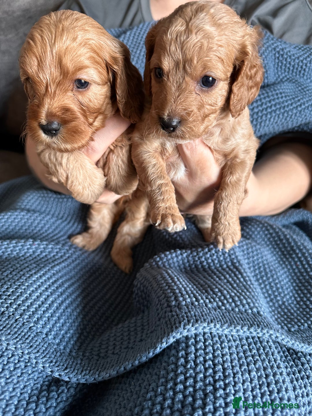 Cockapoo dogs for sale: 🐶 8 Gorgeous F2 Cockapoo Puppies – Ready Soon! 🏡 - Image 2