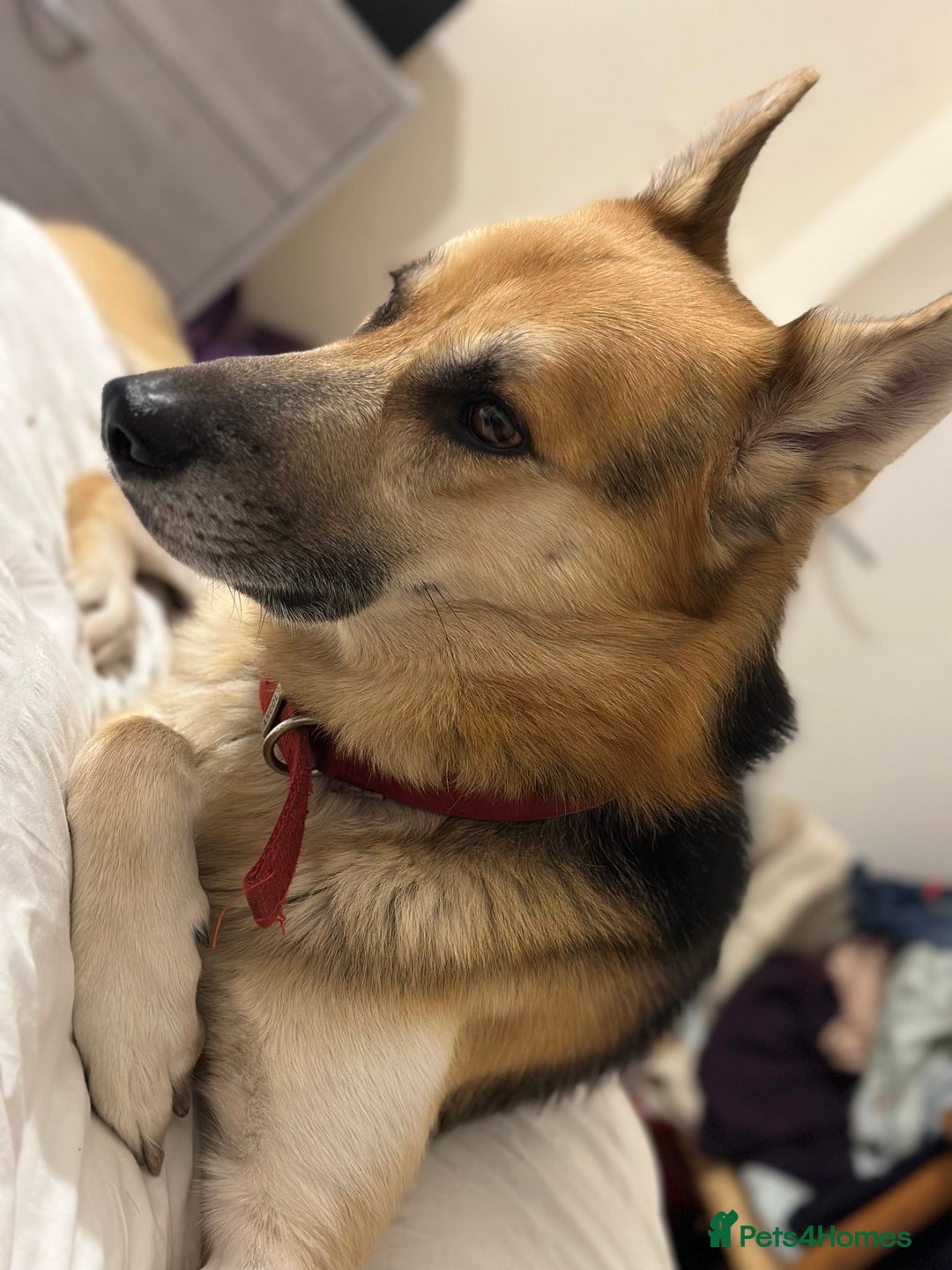 Shepsky dogs for sale: Urgent Rehoming – Loving Dog Needs Safe Home - Image 3