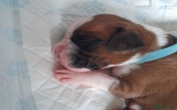 Boxer dogs for sale: Beautiful/Stunning Pedigree Boxer Puppies  - Image 14