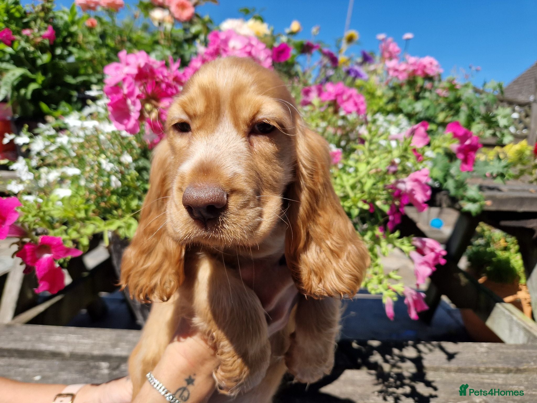 Cocker Spaniel dogs KC Pedigree Show Cocker Spaniel Puppies - Advert 1