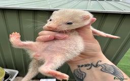 Ferret rodents for sale: Black eyed white ferrets  - Image 8