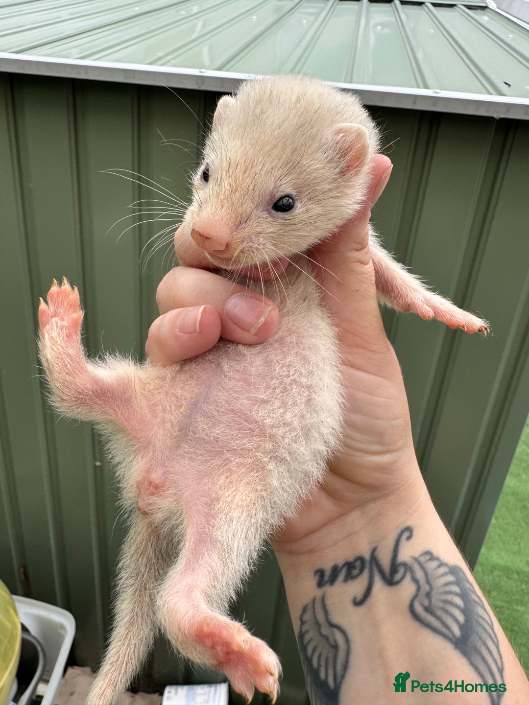 Ferret rodents for sale: Black eyed white ferrets  - Image 8