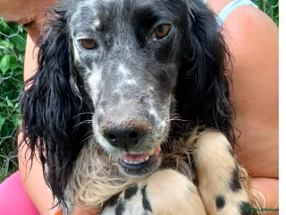 English Setter dogs - Advert 1