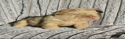 French Bulldog dogs for stud: Fluffy Rojo & Cherry Tan Big** STUD From £500 - Advert 17