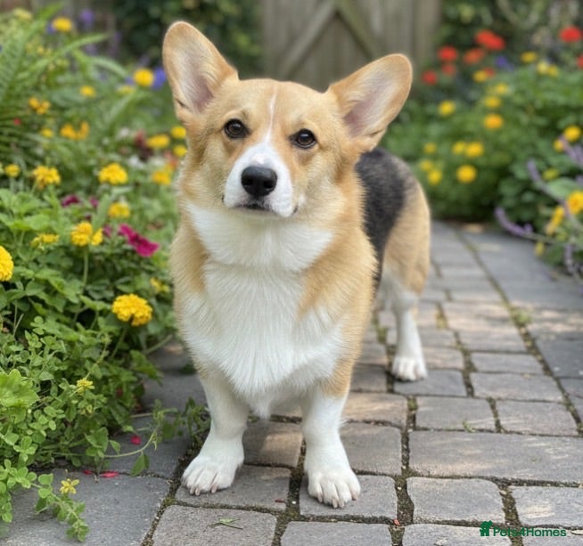 Welsh Corgi Pembroke dogs Beautiful corgi female adult REDUCED!!! - Advert 12