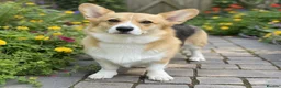 Welsh Corgi Pembroke dogs for sale: Beautiful corgi female adult  - Advert 2