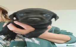 Labrador Retriever dogs for sale: **HEALTH TESTED LABRADOR PUPPIES** - Image 4