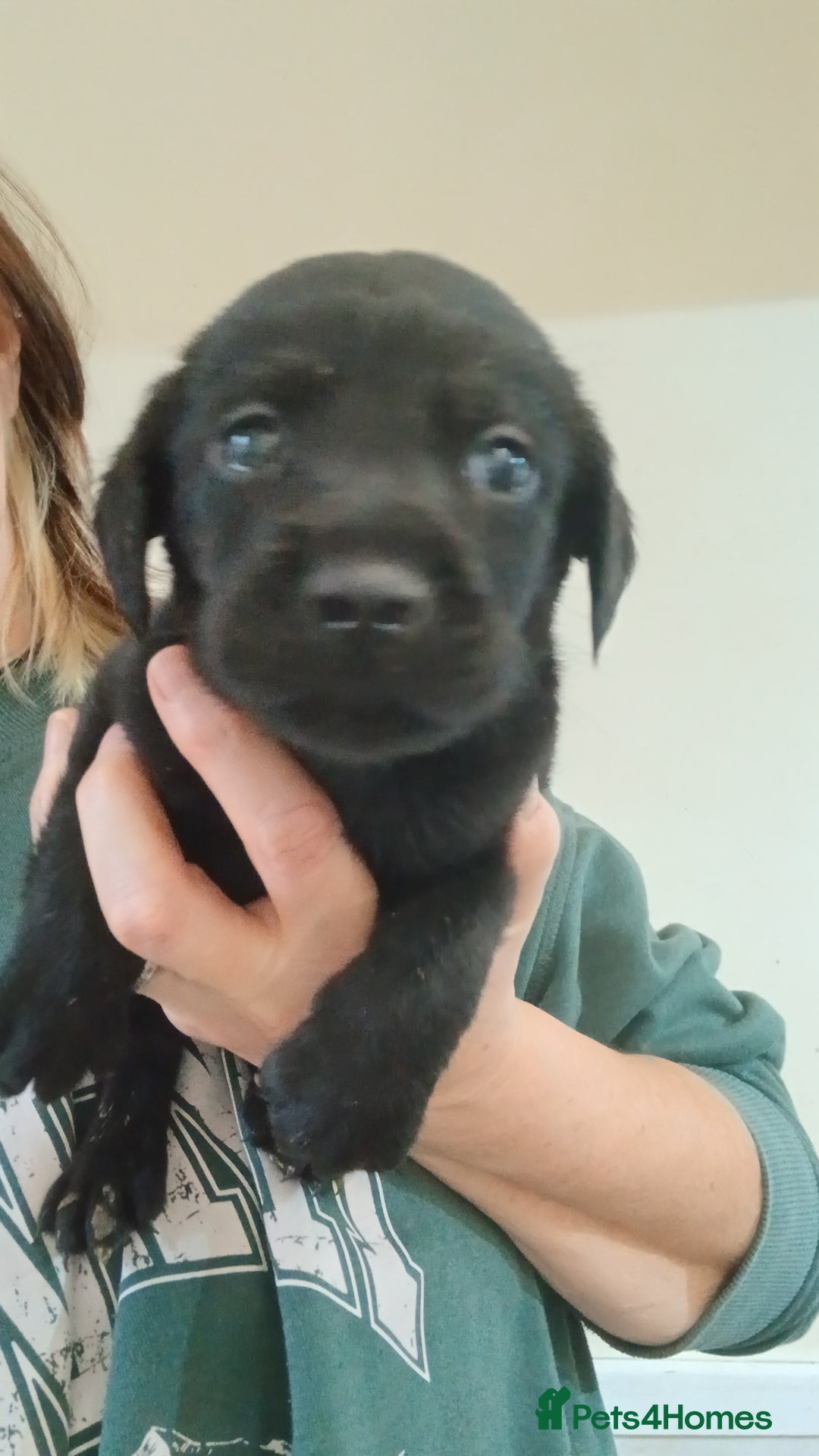 Labrador Retriever dogs for sale: **HEALTH TESTED LABRADOR PUPPIES** - Image 4