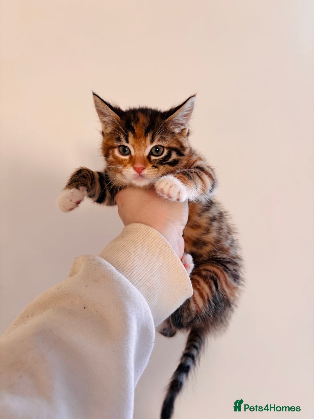 Bengal cats for sale: Mixed bengal male - Advert 6