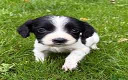 Sprocker dogs for sale: Beautiful Sprocker pups - Image 6