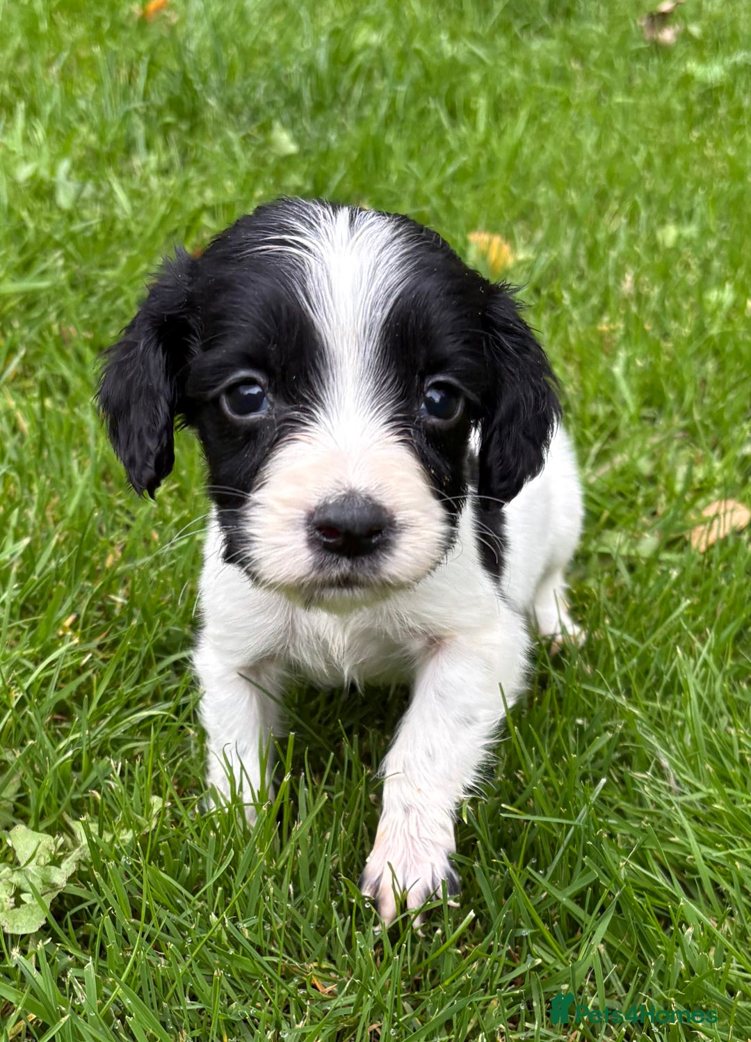 Sprocker dogs for sale: Beautiful Sprocker pups - Image 6
