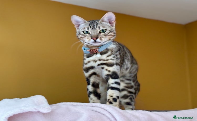 Bengal cats - Advert 3