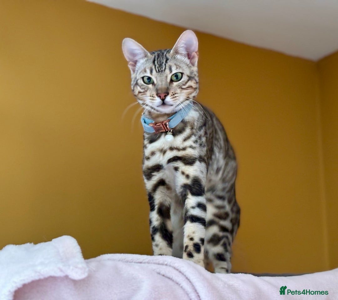 Bengal cats for sale: Silver Bengal looking for loving home  - Image 1