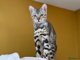 Bengal cats for sale - Advert 1