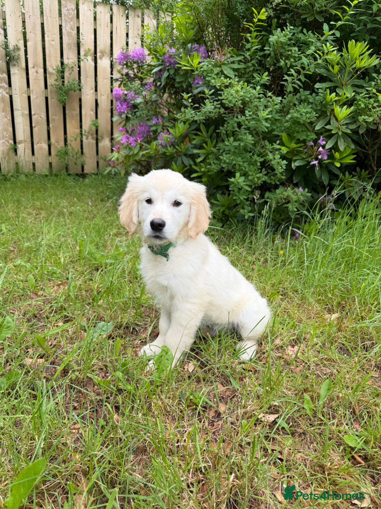 Golden Retriever dogs KC Registered Golden Retriever Pups  - Advert 1