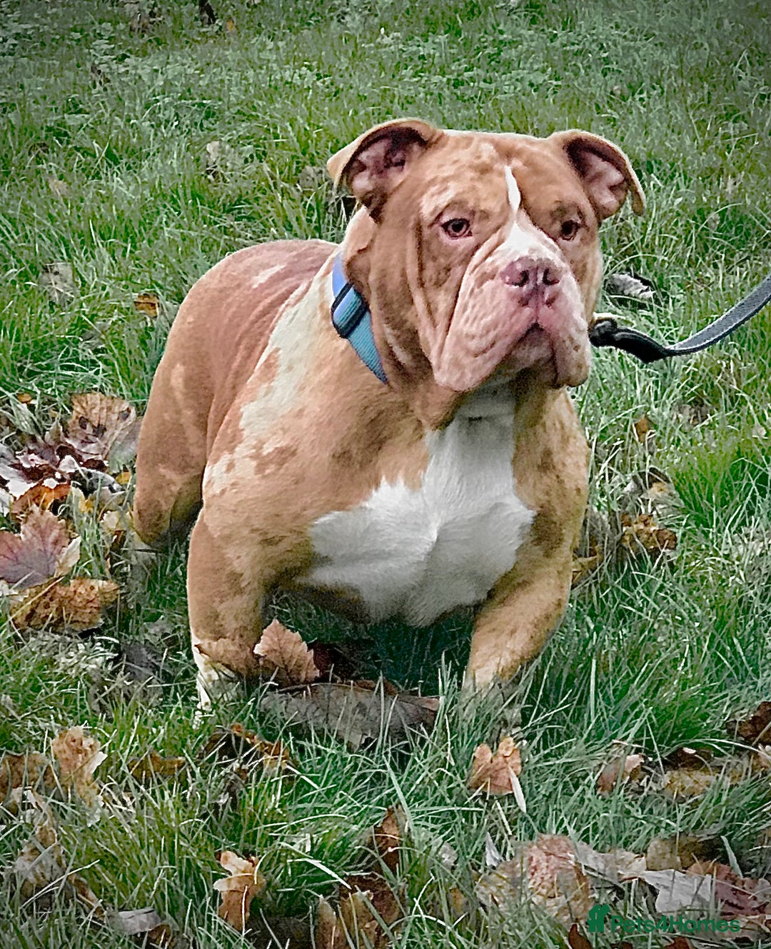 American Bully dogs for stud: Chocolate merle carrying blue and tan  in Spalding - Image 4