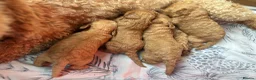 Miniature Poodle dogs for sale: Miniature Poodle puppies  - Advert 15