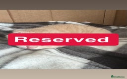 Maine Coon cats for sale: Beautiful Maincoon mix  - Image 10