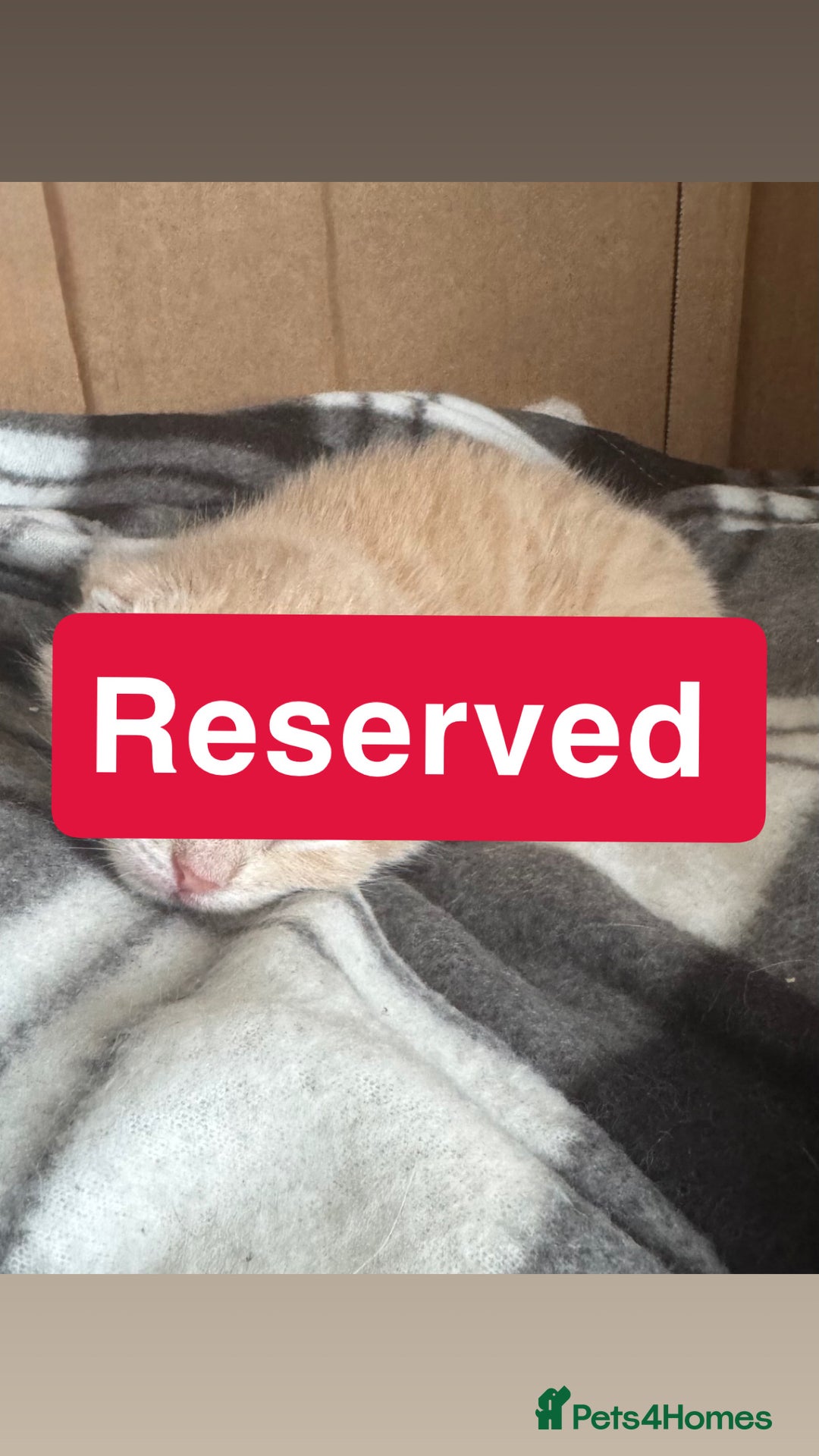 Maine Coon cats for sale: Beautiful Maincoon mix  - Image 10