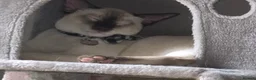 Siamese cats for sale: Modern type chocolate point male  - Advert 7