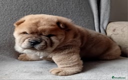Chow Chow dogs for stud: Kc Red smooth coat for stud  - Image 10