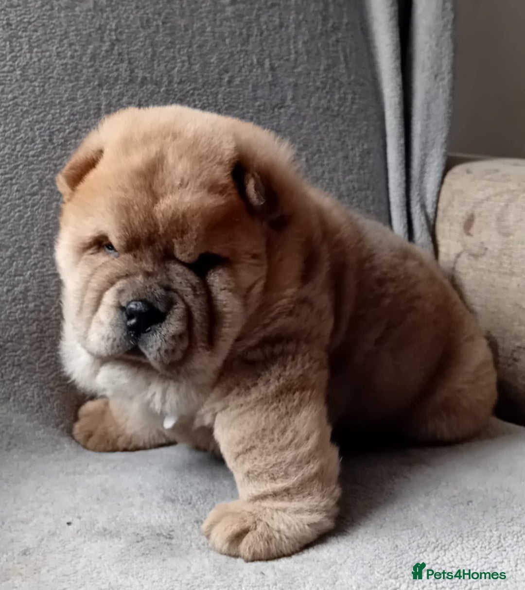 Chow Chow dogs for stud: Kc Red smooth coat for stud  - Image 10