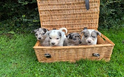Border Collie dogs for sale: 7 Blue / white merle border collie puppies. - Image 3