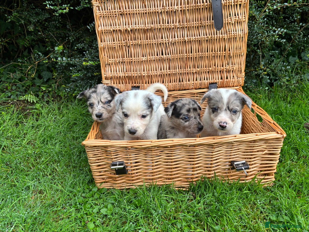 Border Collie dogs for sale: 7 Blue / white merle border collie puppies. - Image 3
