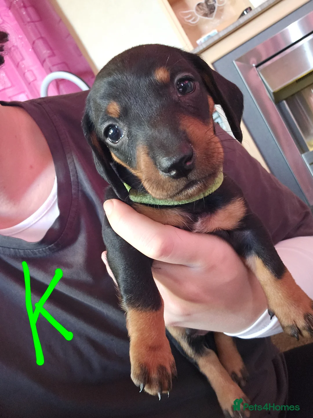 Chiweenie dogs for sale: LAST 2 BOY CHIWEENIES  - Advert 1