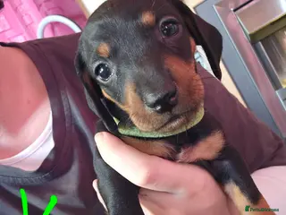 Chiweenie dogs LAST 2 BOY CHIWEENIES - Advert 13