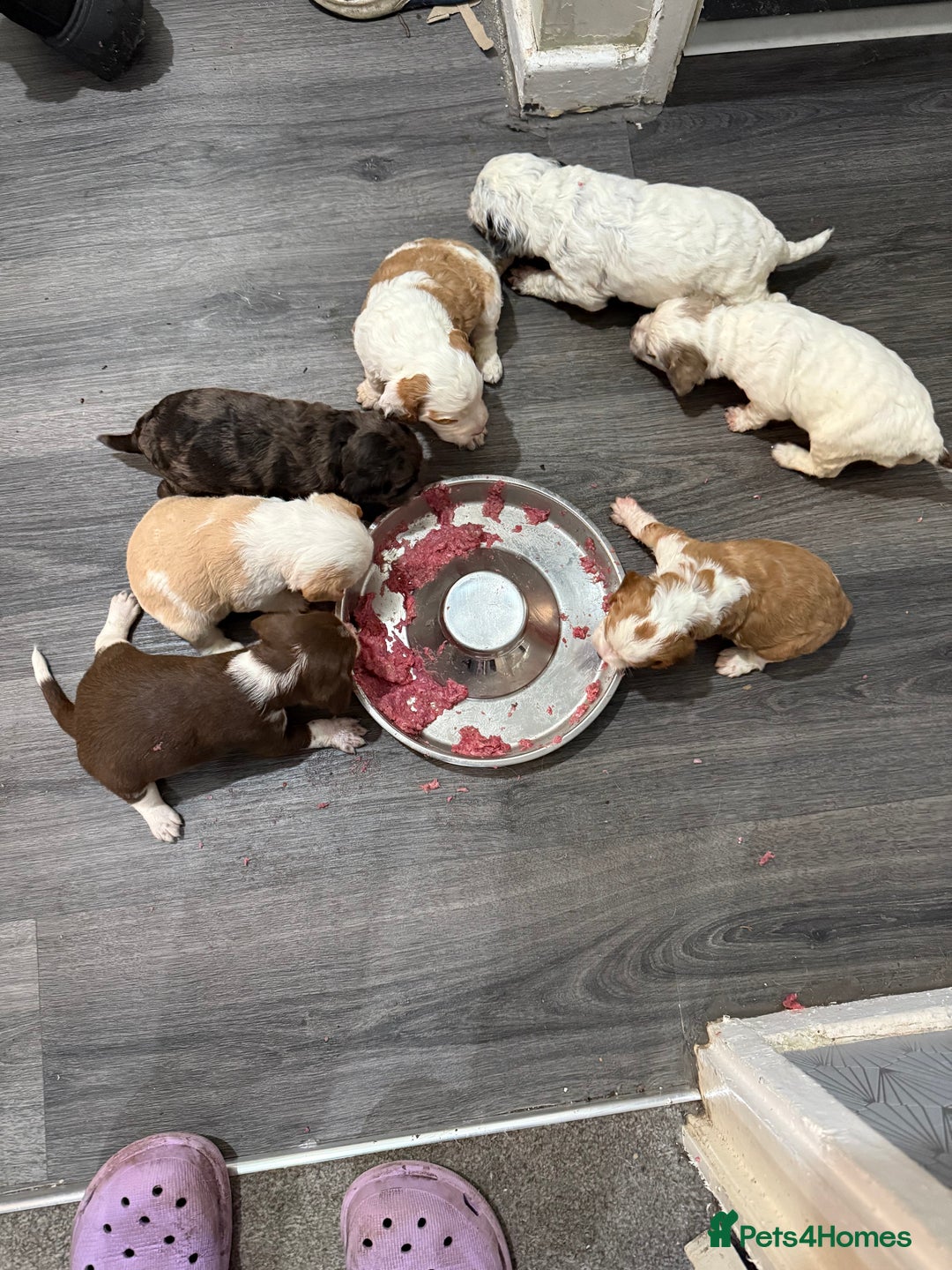 Cockapoo dogs for sale: 4 males and 1 female  - Advert 26
