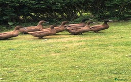 Ducks poultry for sale: Khaki campbell duck eggs for hatching - Image 3