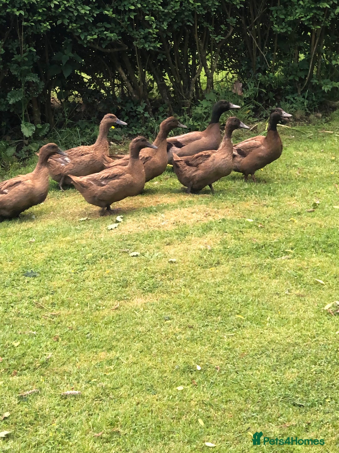 Ducks poultry for sale: Khaki campbell duck eggs for hatching - Image 3