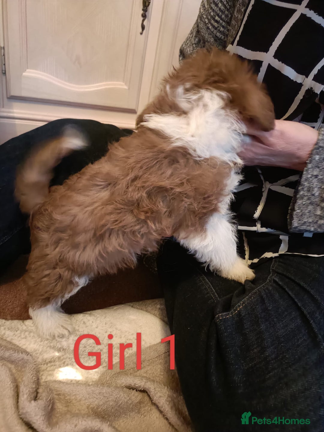 Norfolk Terrier dogs for sale: Norfolk Terrier Puppies  - Image 4