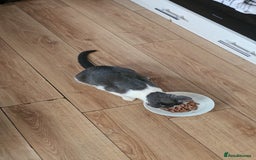 Mixed Breed cats for sale: 4 sweet little kittens Ready for a New Home  - Image 12